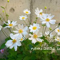 シュウメイギク,秋明菊,放置栽培,夏休み終了の画像