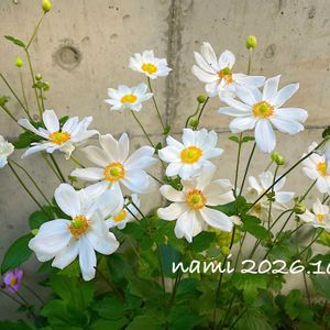 シュウメイギク,秋明菊,放置栽培,夏休み終了の画像