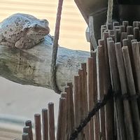 流木,カエル,アマガエル,カエル倶楽部♡の画像