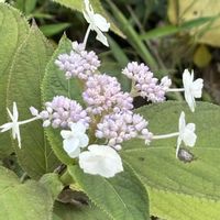 ウメモドキ,マユミ,タマアジサイ,ツルマメ,つるべの風景の画像