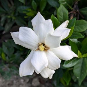 クチナシ,お出かけ先の画像