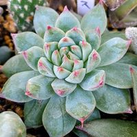 多肉植物,ベランダガーデン,癒し,秋の花,せせらぎ公園の画像