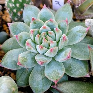 多肉植物,ベランダガーデン,癒し,秋の花,せせらぎ公園の画像