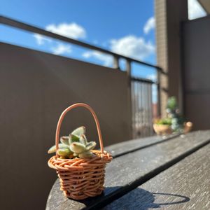 多肉植物,ベランダガーデニング,iPhone撮影,多肉植物のある暮らし,癒し…♡の画像