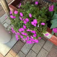 ペチュニアの画像