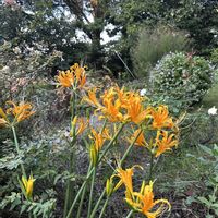 ヤマブキ,リコリス・オーレア,スーパートレニア カタリーナ アイスリバー,ザウルスゴーヤ,おうち園芸の画像