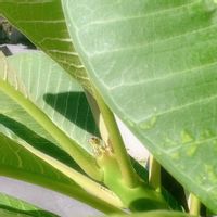 プルメリア,スターホワイトの画像