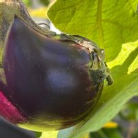 ナス,天狗なす,野菜遺産の画像
