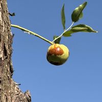 ナツメ,ナツメ,いちごの木,いちごの木(ストロベリーツリー),いちごの木(ストロベリーツリー)の画像