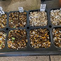 カーボロネロ,おたふく春菊,プランター野菜,プランター菜園,プランター栽培の画像