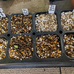 カーボロネロ,おたふく春菊,プランター野菜,プランター菜園,プランター栽培の画像