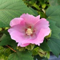 キンモクセイ,フヨウ,ピンクの花,オレンジ色の花,戦争反対の画像