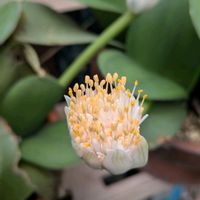 マユハケオモト,マユハケオモト,我が家の花の画像