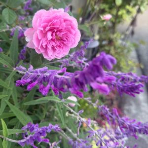 大きくなりました,花のある暮らし,今日のお花,小さな庭,庭の画像
