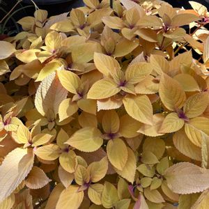 温室,イエロー,百合が原公園,お出かけ先の画像
