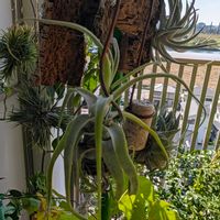 チランジア,エアプランツの画像