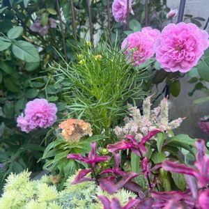 大きくなりました,花のある暮らし,小さな庭,庭の画像