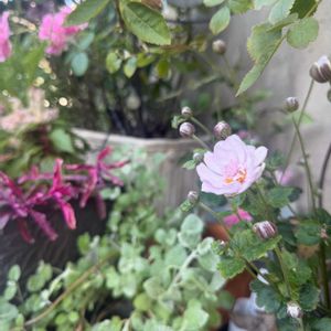 大きくなりました,花のある暮らし,今日のお花,小さな庭,庭の画像