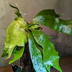 観葉植物,植物のある暮らし, コウモリラン , ビカクシダ,こまりねこ ビカクシダの画像
