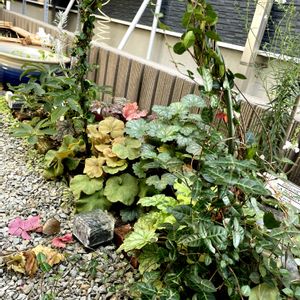 シェードガーデン,家庭菜園,玄関アプローチの画像