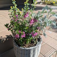寄植え,マイガーデン♡の画像