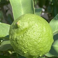 ミカン,ミカン,レモン,レモン,レモン　クックユーレカの画像