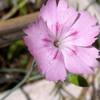 ナデシコ,撫子,平和を願う☆,小さな庭の画像