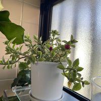 ベビーサンローズ,コーヒーの木,多肉植物,観葉植物,植物のある暮らしの画像