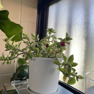 ベビーサンローズ,コーヒーの木,多肉植物,観葉植物,植物のある暮らしの画像