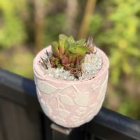 ハオルチア,多肉植物,エケベリア属,寄植えの画像