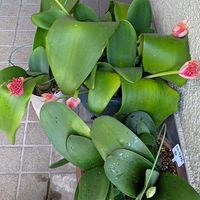 コキア,コムラサキ,マユハケオモト,サネカズラ,シロツメグサの画像