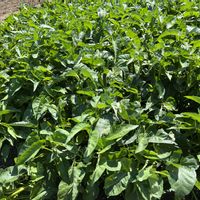 空芯菜,自家製野菜,旬のもの,綺麗な色,元気に育ててますよの画像