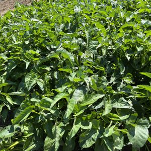 空芯菜,自家製野菜,旬のもの,綺麗な色,元気に育ててますよの画像
