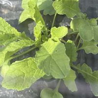 大根,自家製野菜,旬のもの,元気に育ててますよ,家庭菜園の画像