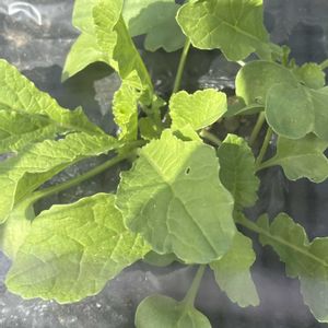 大根,自家製野菜,旬のもの,元気に育ててますよ,家庭菜園の画像