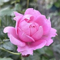 バラ プリマヴィスタ,鉢植え,ガーデニング,バラのある暮らし,ばら バラ 薔薇の画像