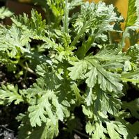 春菊,鉢植え,自家製野菜,旬のもの,元気に育ててますよの画像