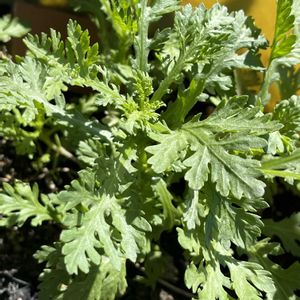 春菊,鉢植え,自家製野菜,旬のもの,元気に育ててますよの画像