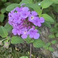 ランタナ,散歩中,花のある暮らし,ウォーキング途中に,平和が第一の画像