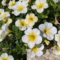 ペチュニア,スーパーベル ハニーヨーグルトの画像