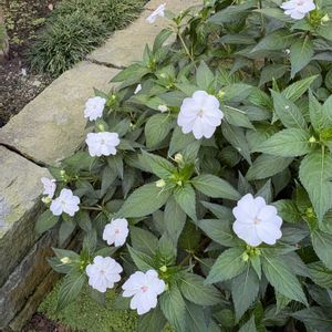 温室,ホワイト,百合が原公園,お出かけ先の画像