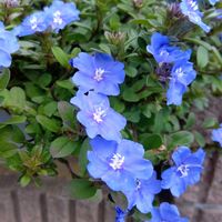 アメリカンブルー,トレニア,花のある暮らしの画像