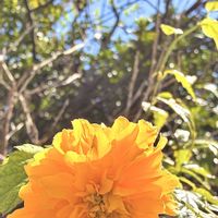 ヤマブキの画像