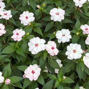 温室,ホワイト,百合が原公園,お出かけ先の画像