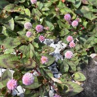 ヒメツルソバ（姫蔓蕎麦）,グランドカバー,花のある暮らし,綺麗,綺麗な色の画像