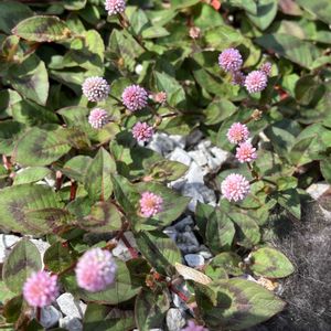 ヒメツルソバ（姫蔓蕎麦）,グランドカバー,花のある暮らし,綺麗,綺麗な色の画像