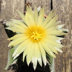 サボテン,鸞鳳玉,アストロフィツム複隆鸞鳳玉,多肉植物,鉢植えの画像
