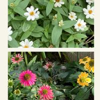 エキナセア,ジニア(白),宿根草♪,我が家の小さな庭♡,コラージュ仲間達の画像