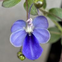 鉢植え,花壇,ガーデニング,自宅,2026スタートの画像