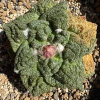 亀甲牡丹,アリオカルプス,アリオカルプス ゴジラ,多肉植物,サボテンの花の画像